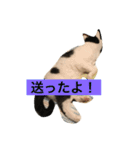 ねこニャンズ 7（個別スタンプ：21）