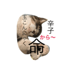 ねこニャンズ 7（個別スタンプ：22）