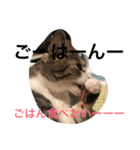 ねこニャンズ 7（個別スタンプ：24）