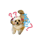 チワプーのかーるくん♫（個別スタンプ：1）