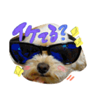 チワプーのかーるくん♫（個別スタンプ：5）