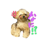 チワプーのかーるくん♫（個別スタンプ：6）