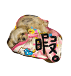 チワプーのかーるくん♫（個別スタンプ：7）