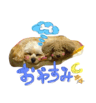 チワプーのかーるくん♫（個別スタンプ：8）