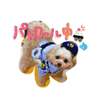 チワプーのかーるくん♫（個別スタンプ：10）