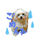チワプーのかーるくん♫（個別スタンプ：14）