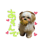 チワプーのかーるくん♫（個別スタンプ：16）