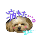 チワプーのかーるくん♫（個別スタンプ：17）