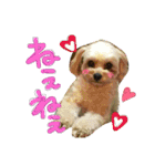チワプーのかーるくん♫（個別スタンプ：18）