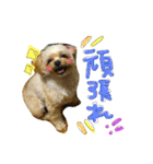 チワプーのかーるくん♫（個別スタンプ：19）