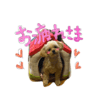 チワプーのかーるくん♫（個別スタンプ：20）