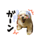 チワプーのかーるくん♫（個別スタンプ：22）