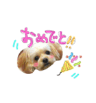 チワプーのかーるくん♫（個別スタンプ：23）