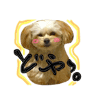 チワプーのかーるくん♫（個別スタンプ：24）