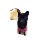 甲斐犬すずちゃん（個別スタンプ：7）