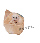 まろんの日常スタンプ（個別スタンプ：6）