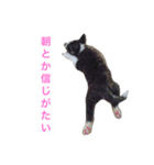 秋田犬ゴロ。（個別スタンプ：1）