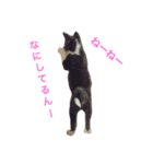 秋田犬ゴロ。（個別スタンプ：2）