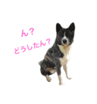 秋田犬ゴロ。（個別スタンプ：4）