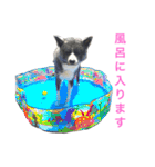 秋田犬ゴロ。（個別スタンプ：5）