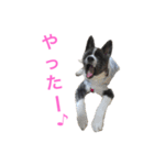 秋田犬ゴロ。（個別スタンプ：6）