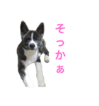 秋田犬ゴロ。（個別スタンプ：7）
