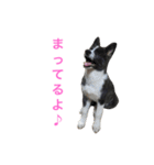 秋田犬ゴロ。（個別スタンプ：8）