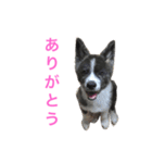 秋田犬ゴロ。（個別スタンプ：9）