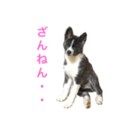 秋田犬ゴロ。（個別スタンプ：10）