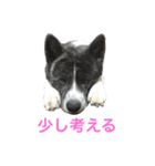 秋田犬ゴロ。（個別スタンプ：11）