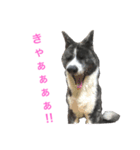秋田犬ゴロ。（個別スタンプ：12）