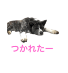 秋田犬ゴロ。（個別スタンプ：13）