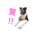 秋田犬ゴロ。（個別スタンプ：14）