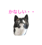 秋田犬ゴロ。（個別スタンプ：16）