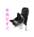 秋田犬ゴロ。（個別スタンプ：17）