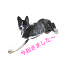 秋田犬ゴロ。（個別スタンプ：19）