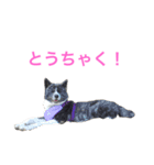 秋田犬ゴロ。（個別スタンプ：20）