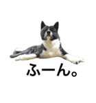 秋田犬ゴロ。（個別スタンプ：21）