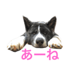 秋田犬ゴロ。（個別スタンプ：22）