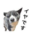 秋田犬ゴロ。（個別スタンプ：24）