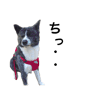 秋田犬ゴロ。（個別スタンプ：27）