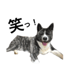 秋田犬ゴロ。（個別スタンプ：29）