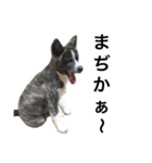 秋田犬ゴロ。（個別スタンプ：30）