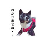 秋田犬ゴロ。（個別スタンプ：31）