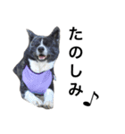 秋田犬ゴロ。（個別スタンプ：32）