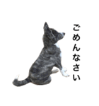 秋田犬ゴロ。（個別スタンプ：33）