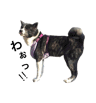 秋田犬ゴロ。（個別スタンプ：34）