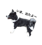 秋田犬ゴロ。（個別スタンプ：35）