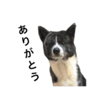 秋田犬ゴロ。（個別スタンプ：36）