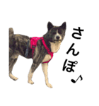 秋田犬ゴロ。（個別スタンプ：37）